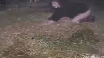 Depraved swine forces its shaft into this animal enthusiast's vagina