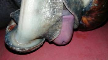 Petite dick first-person view film to get you off quickly