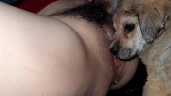 Puppy with a pretty face licking a MILF's hairy hole