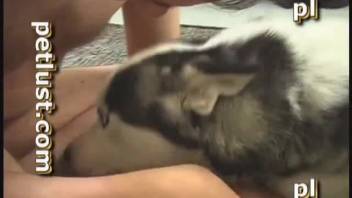 Plump man with a hard erection penetrating an alluring female dog