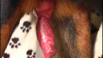 Filthy sex scene starring a dog and its promiscuous female owner