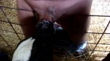 Chubby guy with a huge belly receives licks from an attractive cow