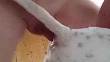 Sexy dog pussy pounded savagely by a horny dude