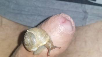 Escargots teasing a scrumptious uncircumcised cock from a first-person viewpoint