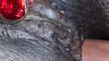 Female horse with an anal plug has her wet opening expanded