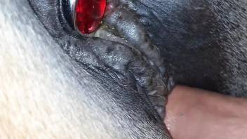 Mare with a butt plug gets its moist hole stretched