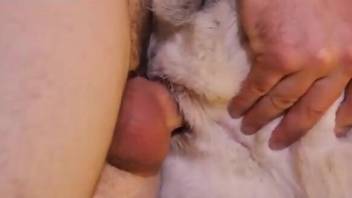 Cock ring dude fucking an animal's tight hole