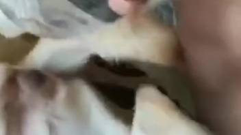 Nude guy records himself aggressively screwing a canine