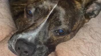 Canine performs deep oral on a penis prior to ingesting semen