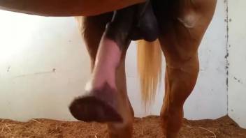 Observe massive stallion cock enlarge in a provocative clip