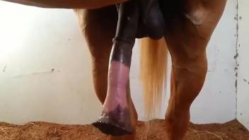 Watch ginormous horse penis grow in a teasing vid