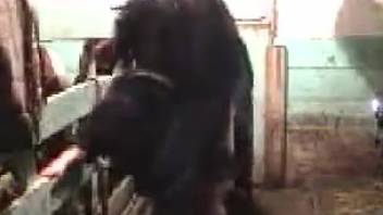 Stallion brutally penetrates older lady with thick buttocks in savage bestiality fetish