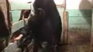 Thick ass slut being screwed by a dark pony