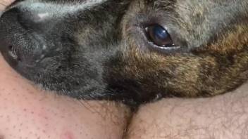 Incredible close-up blowjob with an extremely hot vixen
