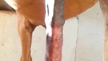 Impressive horse dick display featuring stunning close-up shots