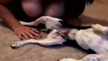 Curvy woman with massive breasts licks a canine's penis