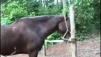 Curvy East Asian hottie attempts to bang a stud horse