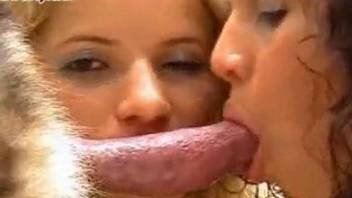 Blonde and brunette sucking a dog's meaty cock