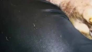 Deviant swine employing its cock to deliver climactic bliss