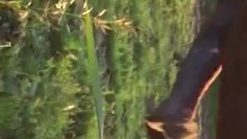 Massive horse cock drives bestiality porn fan wild with lust for sex
