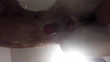 Canine's stunning penis displayed in full splendor