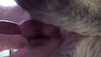 Truly gorgeous bestiality ass pounded by a filthy mutt