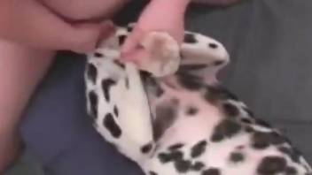 Dude fucking a Dalmatian with his super stiff peen