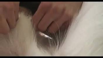 Guy's penis being licked all over by a dog