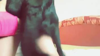 Slut dressed in pink allows a black canine to wreck her soaked pussy