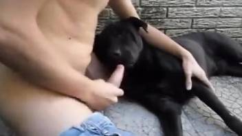 Dog licks man's penis as he tries to jerk off in public
