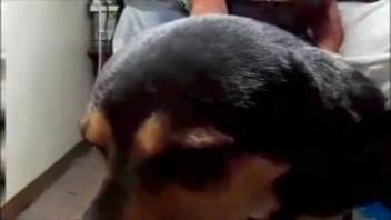 Playful rear babe being pounded by a filthy mutt