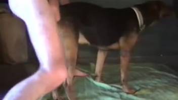 Bare homosexual male anally penetrates his canine companion until semen drips onto the animal's coat
