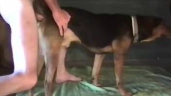 Naked gay man ass fucks his dog until the sperm flows on the fur