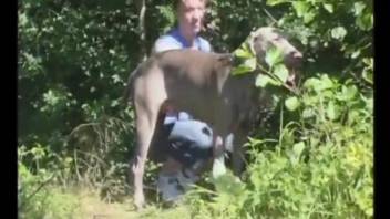 Lanky hottie fucks her dog after taking it for a walk