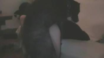 Collection of secret camera animal sex videos