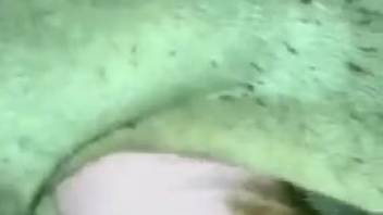 Man employs his filthy penis to screw a beast's damp anus