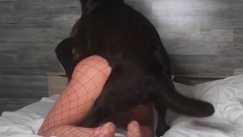 Bitches involve the dog into a very spicy oral play