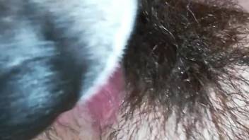 Up-close view of a canine licking a lady's bushy pussy on webcam