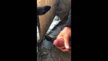 Dude enjoying himself with a heifer that blows dick intensely