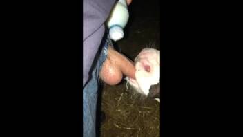 Guy passionately screws barnyard animals