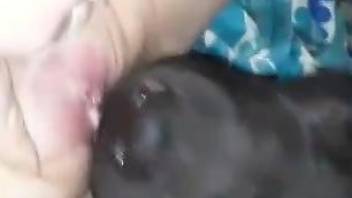 Cunnilingus porn movie showing a black dog licking