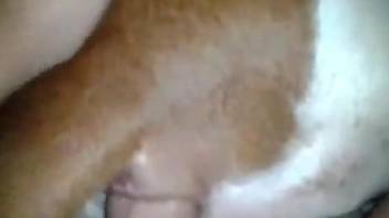 Guy's hairy cock is going to pound that subby animal