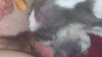 Naked guy enjoys the fluffy small pup tonguing his cock