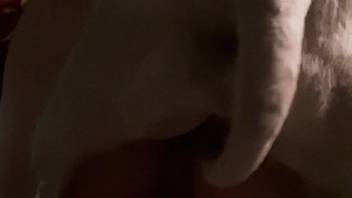 Canine screws nude lady in butt and snatch until cumming on her