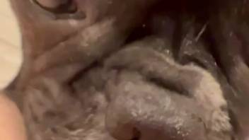 Canine tongues female's moist pussy till she climaxes