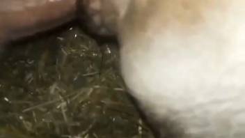 Man employs his dick to screw that creature with his cock