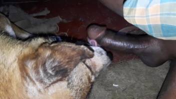 A guy with a dark shaft relishes oral pleasure from an alluring canine