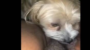 Fluffy small pup delights aroused mistress by lapping at her vagina