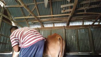 Hot stud creeps up to bang a seductive heifer from the rear