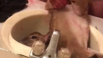 Sick guy fucking a sex animal on his own terms
